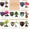 Kit first bonsai cornus kousa avec accessoires