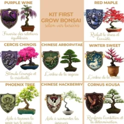 Kit first bonsai cornus kousa avec accessoires