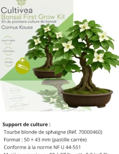 Kit first bonsai cornus kousa avec accessoires