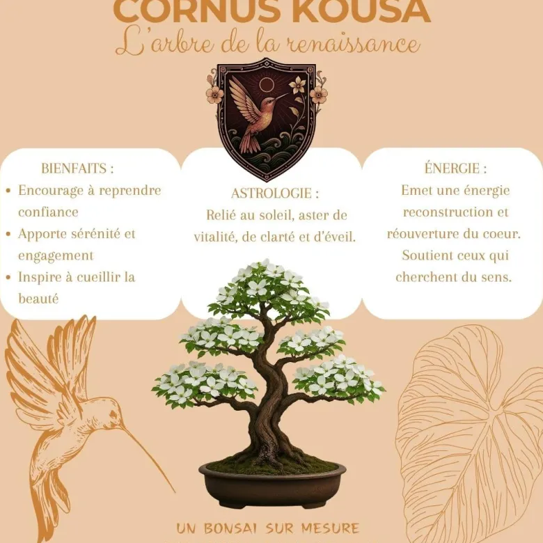 Kit first bonsai cornus kousa avec accessoires