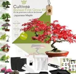 Kit first bonsai japanese maple