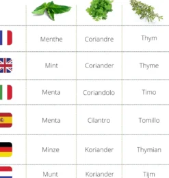 Kit herbes aromatiques bio – menthe, thym & coriandre