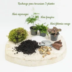 Kit recharge pour terrarium 3 plantes fittonia vert+ asparagus + fougère