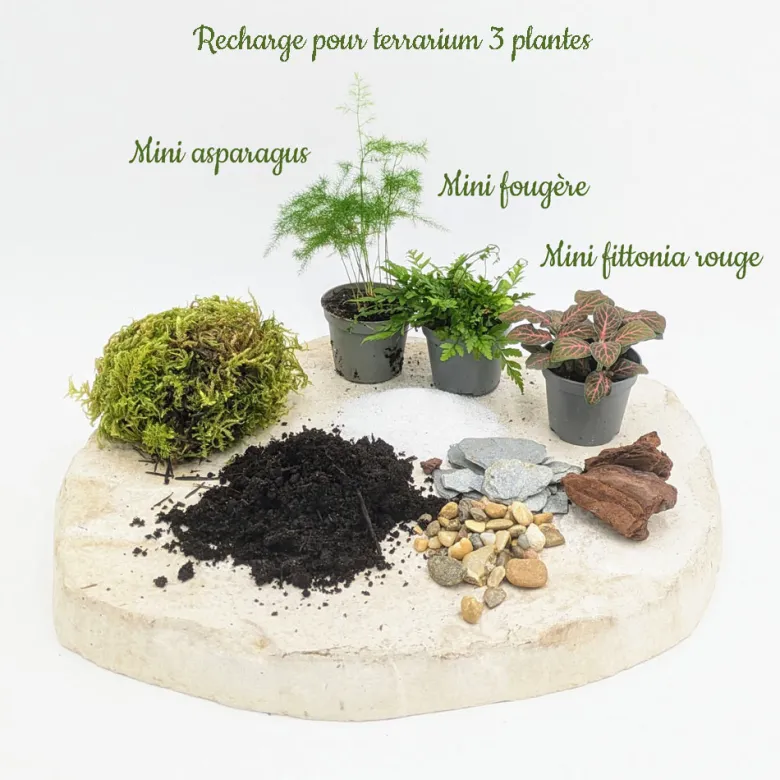 Kit recharge pour terrarium 3 plantes fittonia vert+ asparagus + fougère