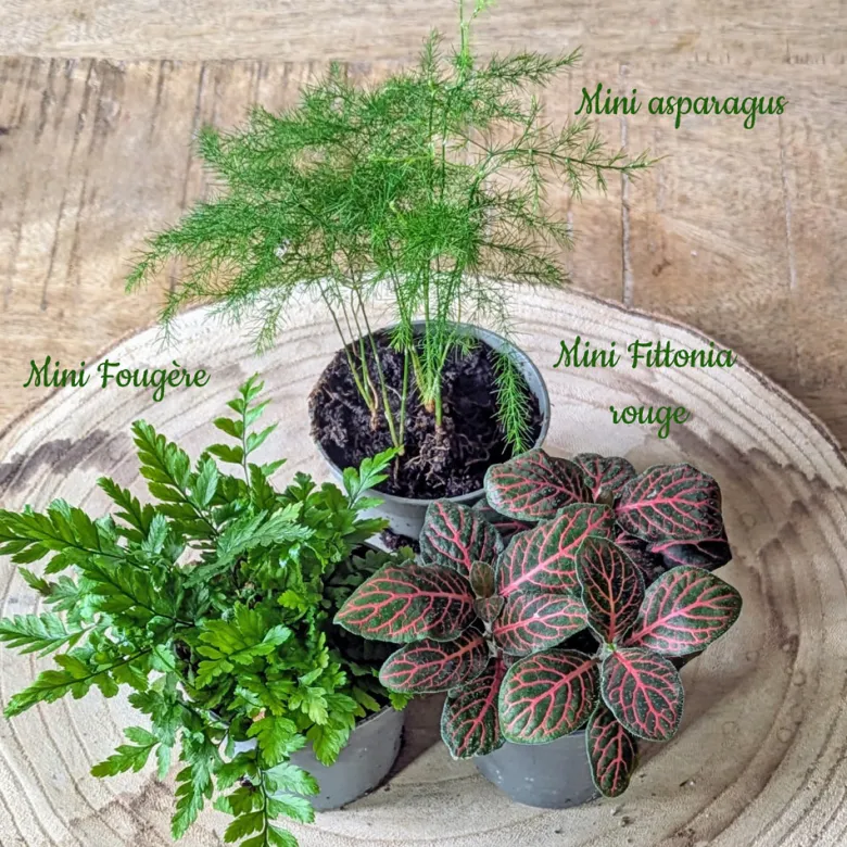 Kit recharge pour terrarium 3 plantes fittonia vert+ asparagus + fougère