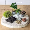 Kit recharge pour terrarium 3 plantes fittonia rouge + caféier + fougère