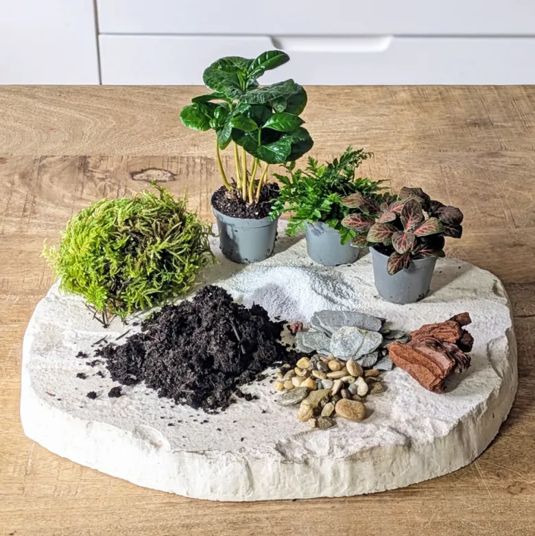 Kit recharge pour terrarium 3 plantes fittonia rouge + caféier + fougère