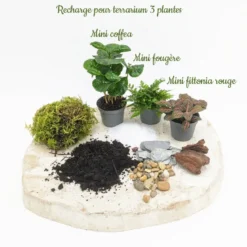 Kit recharge pour terrarium 3 plantes fittonia rouge + caféier + fougère