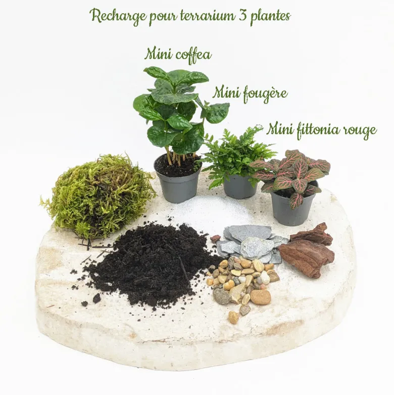 Kit recharge pour terrarium 3 plantes fittonia rouge + caféier + fougère