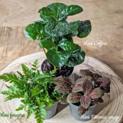 Kit recharge pour terrarium 3 plantes fittonia rouge + caféier + fougère