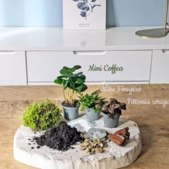 Kit recharge pour terrarium 3 plantes fittonia rouge + caféier + fougère