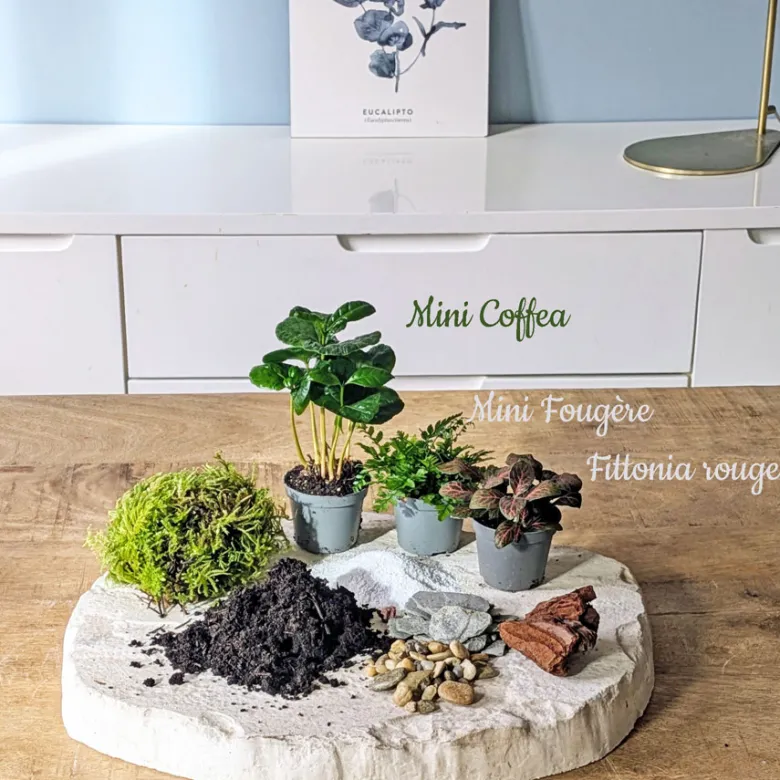 Kit recharge pour terrarium 3 plantes fittonia rouge + caféier + fougère