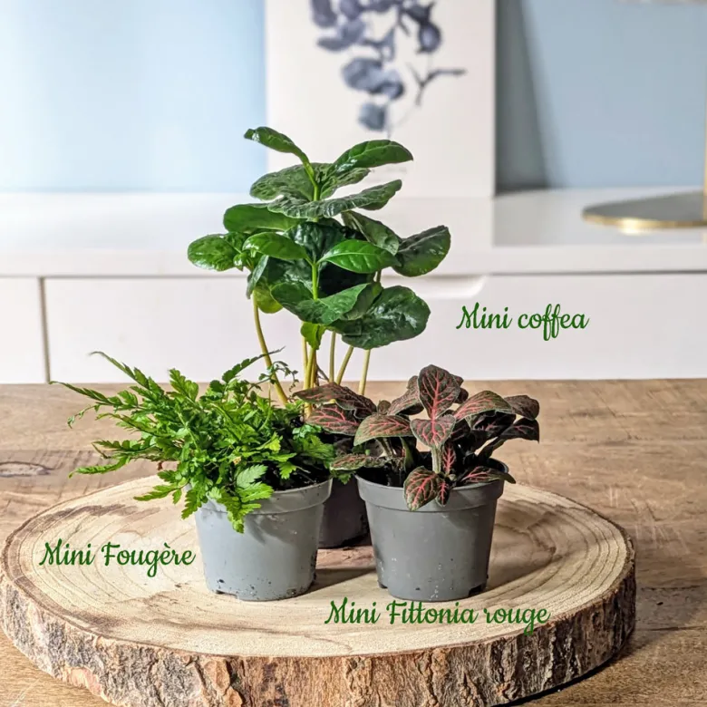 Kit recharge pour terrarium 3 plantes fittonia rouge + caféier + fougère