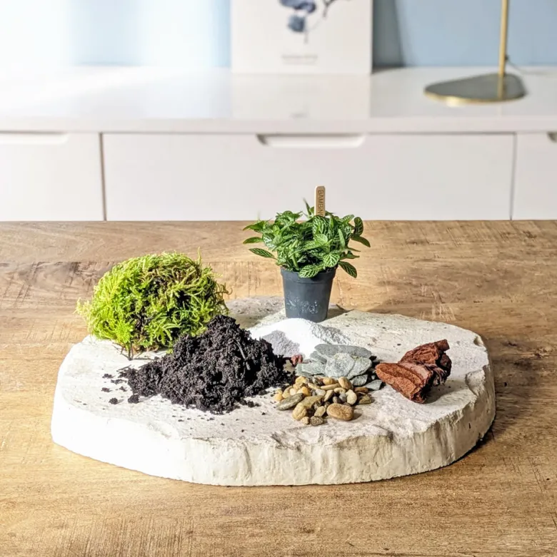 Kit recharge pour terrarium 1 plante fittonia vert