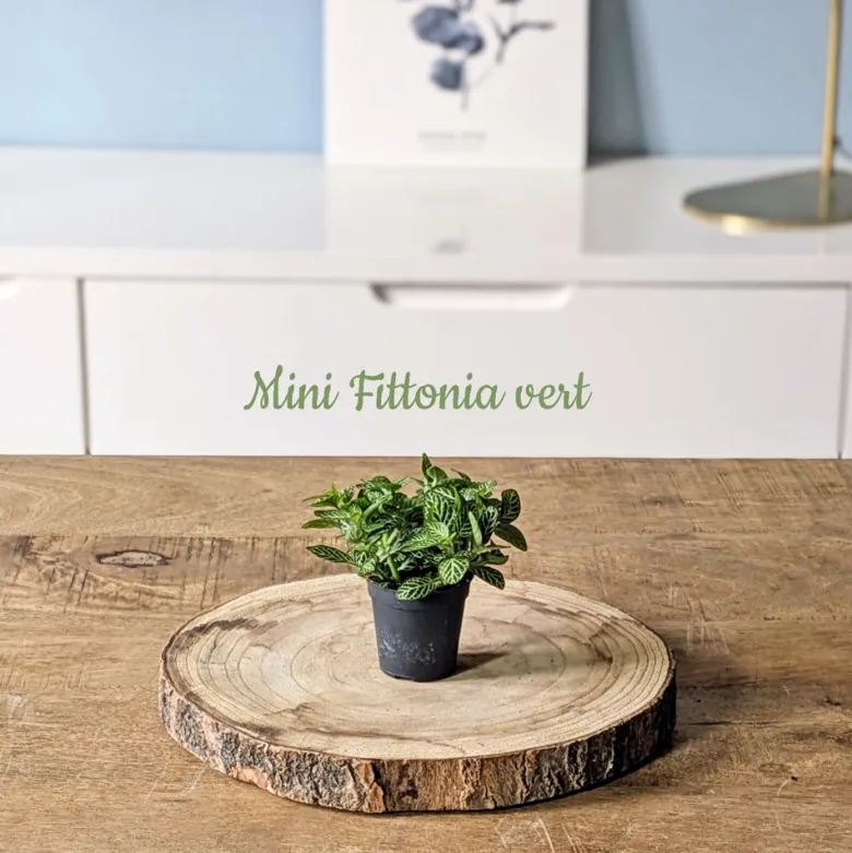 Kit recharge pour terrarium 1 plante fittonia vert