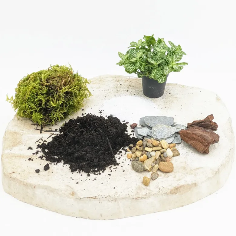 Kit recharge pour terrarium 1 plante fittonia vert