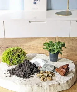 Kit recharge pour terrarium 1 plante fittonia vert