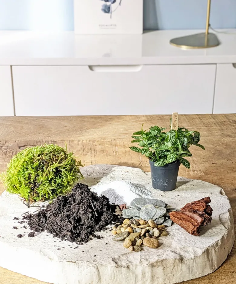 Kit recharge pour terrarium 1 plante fittonia vert