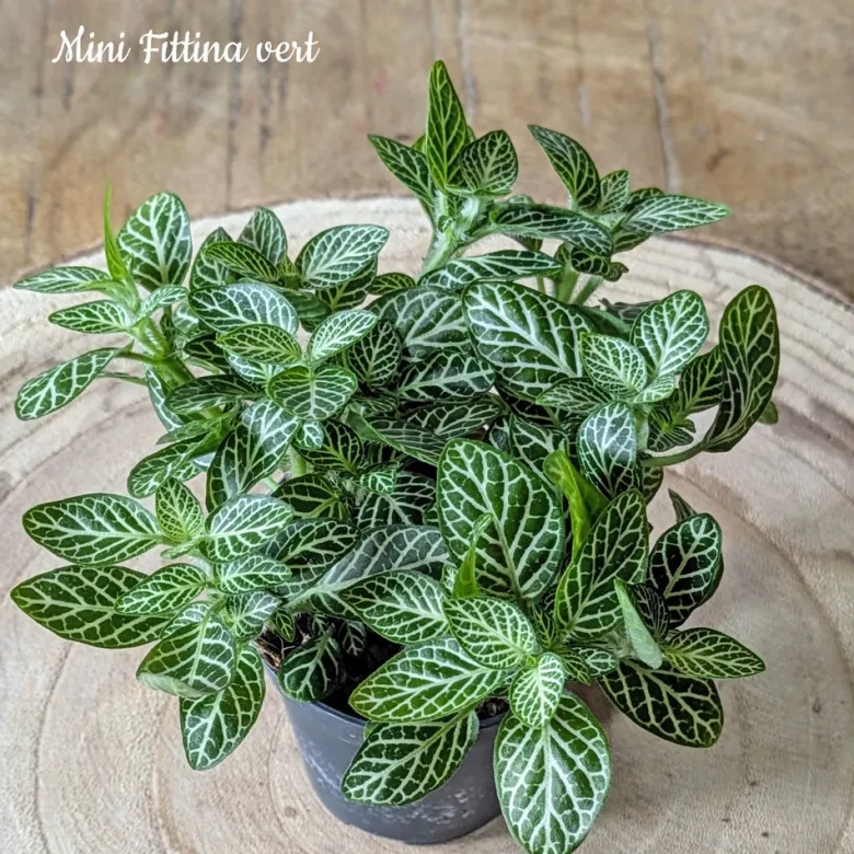Kit recharge pour terrarium 1 plante fittonia vert