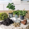 Kit recharge pour terrarium 3 plantes fittonia vert + caféier + fougère