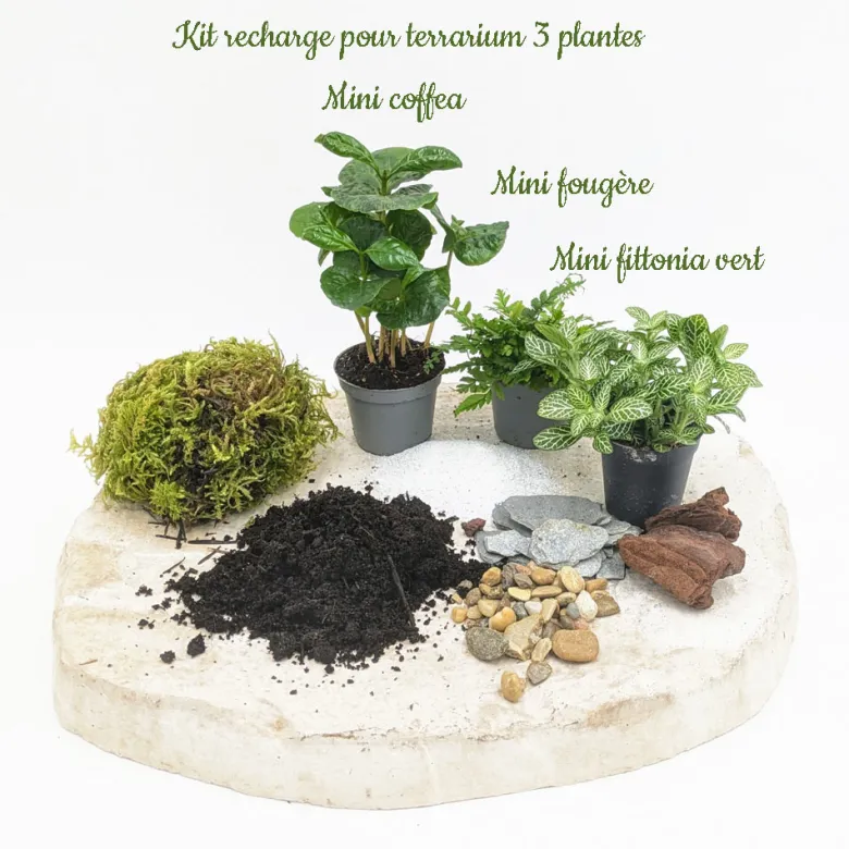 Kit recharge pour terrarium 3 plantes fittonia vert + caféier + fougère