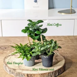 Kit recharge pour terrarium 3 plantes fittonia vert + caféier + fougère