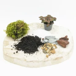 Kit recharge pour terrarium 1 plante fittonia rouge