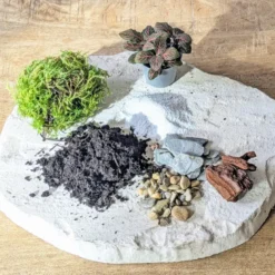 Kit recharge pour terrarium 1 plante fittonia rouge