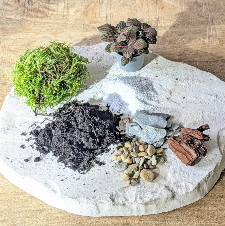Kit recharge pour terrarium 1 plante fittonia rouge