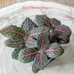 Kit recharge pour terrarium 1 plante fittonia rouge