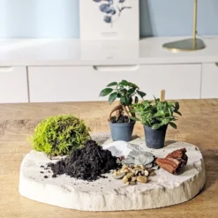 Kit recharge pour terrarium 2 plantes fittonia vert + ficus