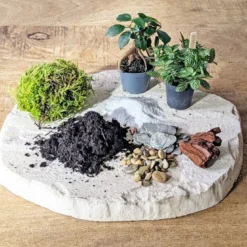 Kit recharge pour terrarium 2 plantes fittonia vert + ficus