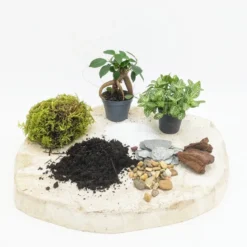 Kit recharge pour terrarium 2 plantes fittonia vert + ficus