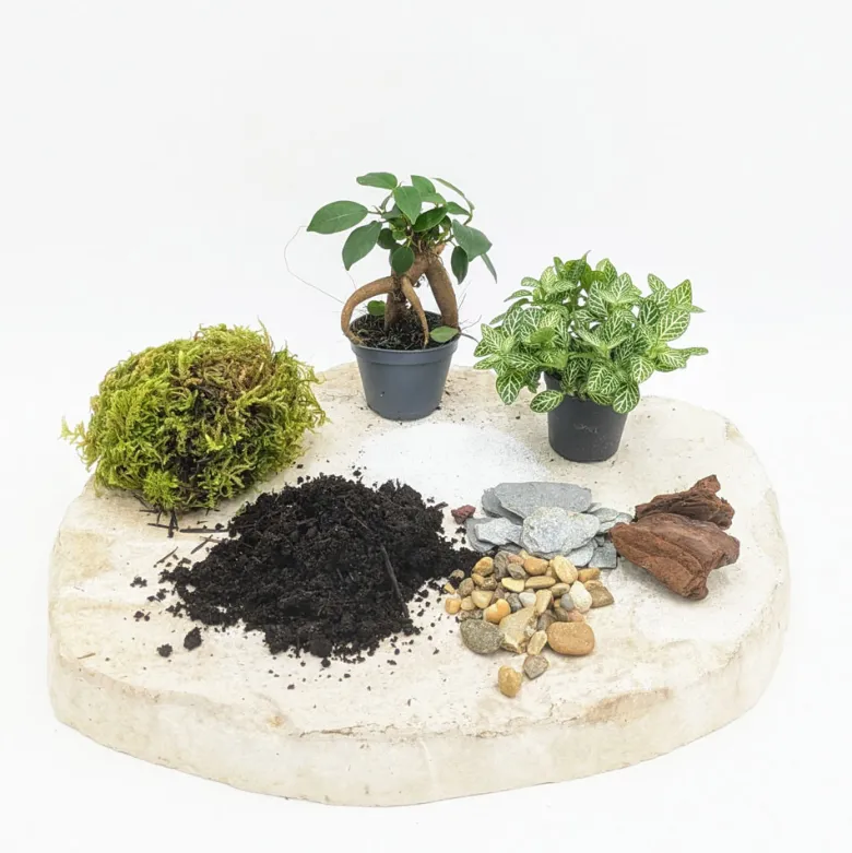 Kit recharge pour terrarium 2 plantes fittonia vert + ficus