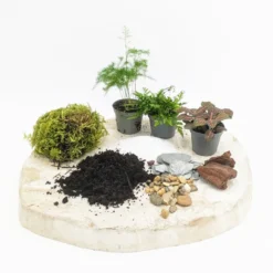 Kit recharge pour terrarium 3 plantes fittonia rouge + aspargus + fougère