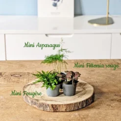 Kit recharge pour terrarium 3 plantes fittonia rouge + aspargus + fougère