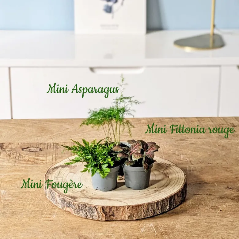 Kit recharge pour terrarium 3 plantes fittonia rouge + aspargus + fougère