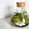 Kit terrarium plante diy sohna