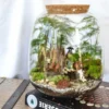 Kit terrarium 3 plantes diy japanoscope