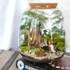 Kit terrarium 3 plantes diy japanoscope