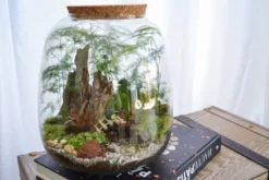 Kit terrarium 3 plantes diy japanoscope