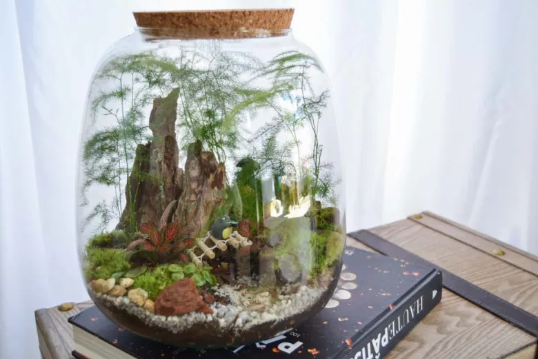 Kit terrarium 3 plantes diy japanoscope