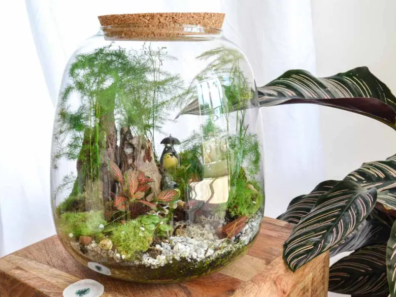 Kit terrarium 3 plantes diy japanoscope