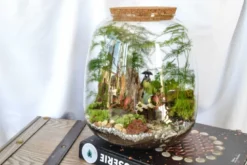Kit terrarium 3 plantes diy japanoscope