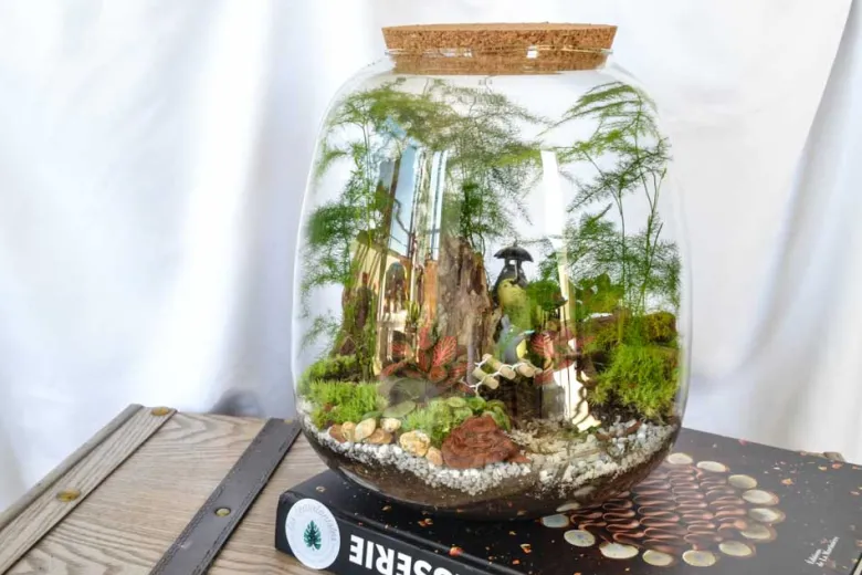 Kit terrarium 3 plantes diy japanoscope