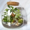 Kit terrarium 3 plantes diy jardin d’asie