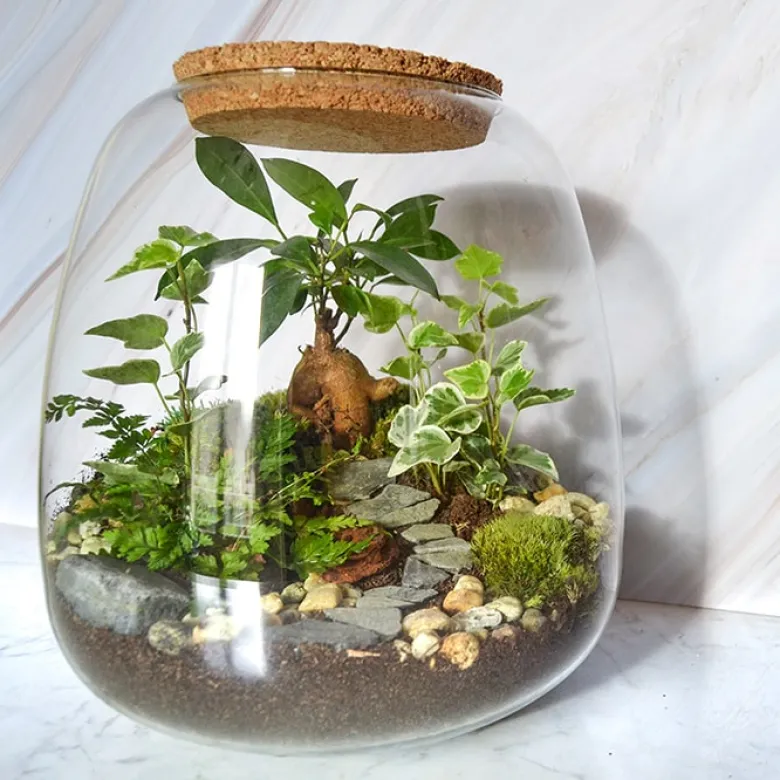 Kit terrarium 3 plantes diy jardin d’asie