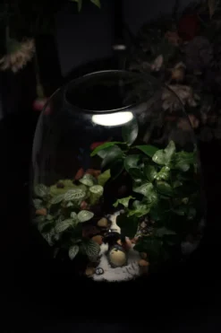 Kit terrarium 3 plantes diy jardin d’asie