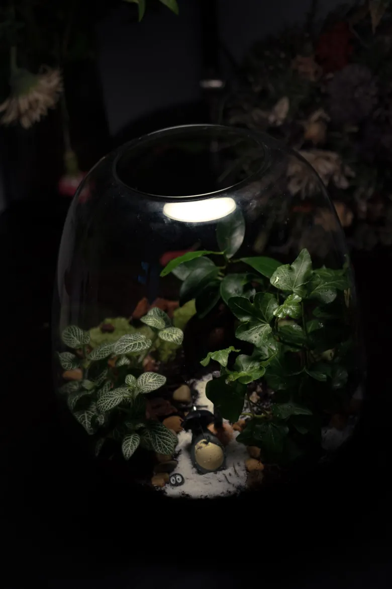 Kit terrarium 3 plantes diy jardin d’asie