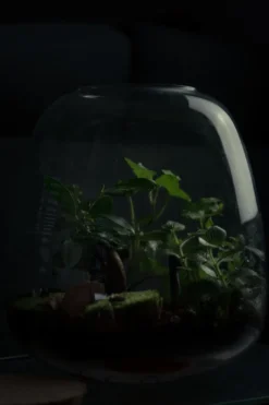 Kit terrarium 3 plantes diy jardin d’asie